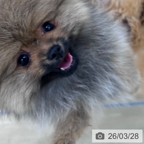 大阪府のポメラニアン (ペットプラス 松原店/2026年1月7日生まれ/女の子/オレンジセーブル)の子犬の3枚目の画像