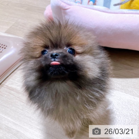 大阪府のポメラニアン (ペットプラス イオン大日店/2026年1月7日生まれ/女の子/オレンジセーブル)の子犬の4枚目の画像