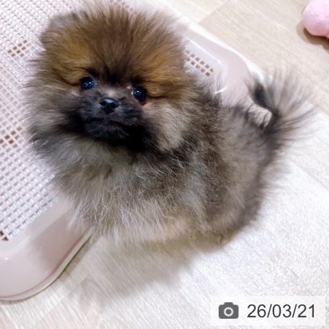 大阪府のポメラニアン (ペットプラス イオン大日店/2026年1月7日生まれ/女の子/オレンジセーブル)の子犬の3枚目の画像