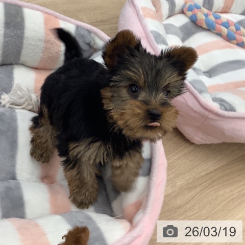 ヨークシャー・テリアの写真