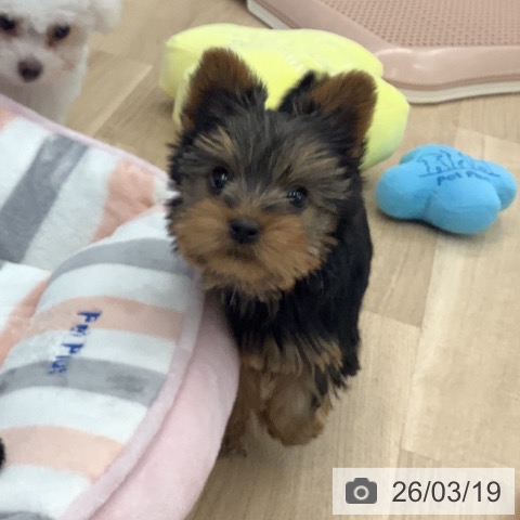 ヨークシャー・テリアの写真