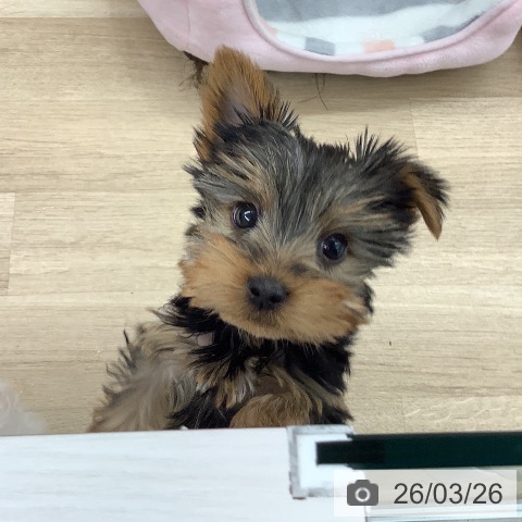 大阪府のヨークシャーテリア (ペットプラス りんくう泉南店/2026年1月15日生まれ/女の子/スチールブルータン)の子犬の3枚目の画像