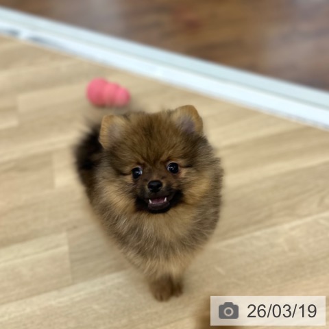 ポメラニアンの写真