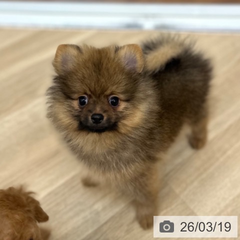 ポメラニアンの写真