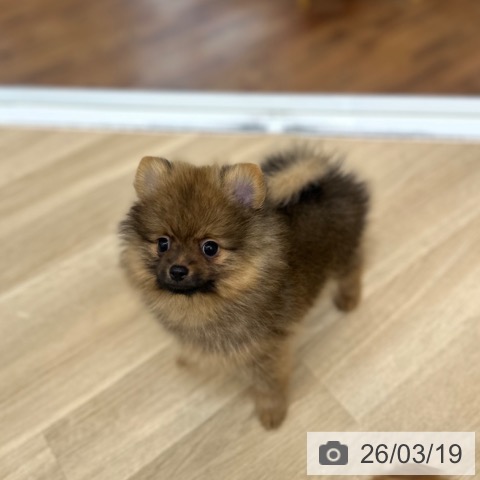 ポメラニアンの写真