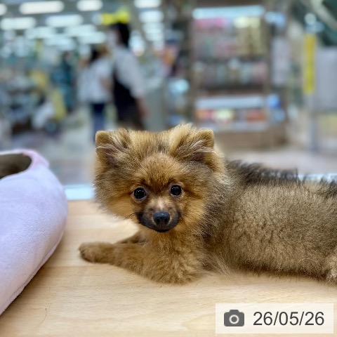 京都府のポメラニアン (ペットプラス 醍醐店/2026年1月13日生まれ/男の子/オレンジ)の子犬の4枚目の画像