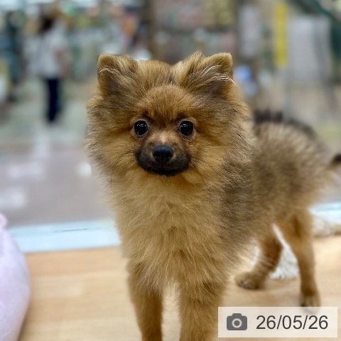 京都府のポメラニアン (ペットプラス 醍醐店/2026年1月13日生まれ/男の子/オレンジ)の子犬の3枚目の画像