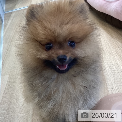 ポメラニアンの写真