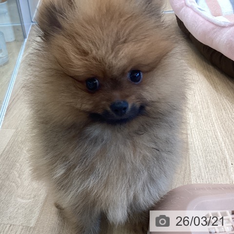 ポメラニアンの写真