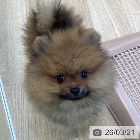 ポメラニアンの写真