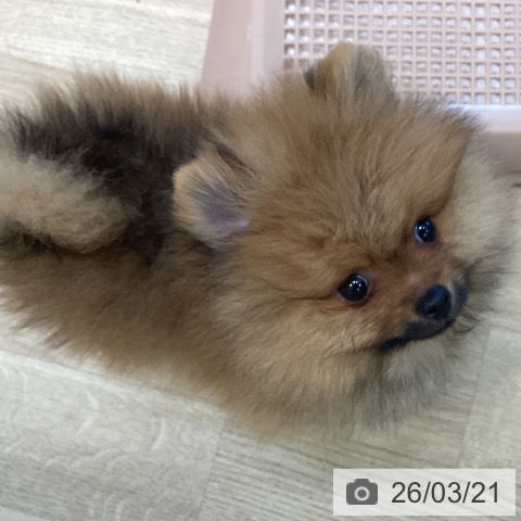 ポメラニアンの写真