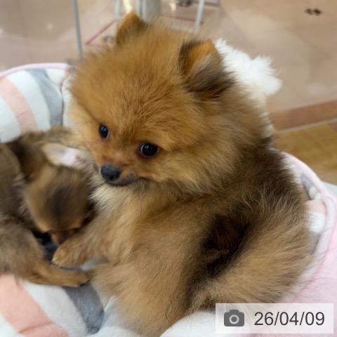 京都府のポメラニアン (ペットプラス 醍醐店/2026年1月13日生まれ/男の子/オレンジ)の子犬の4枚目の画像