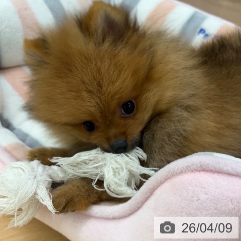 京都府のポメラニアン (ペットプラス 醍醐店/2026年1月13日生まれ/男の子/オレンジ)の子犬の3枚目の画像