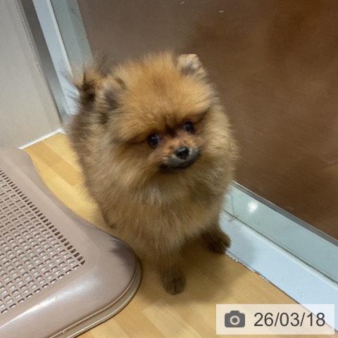 ポメラニアンの写真