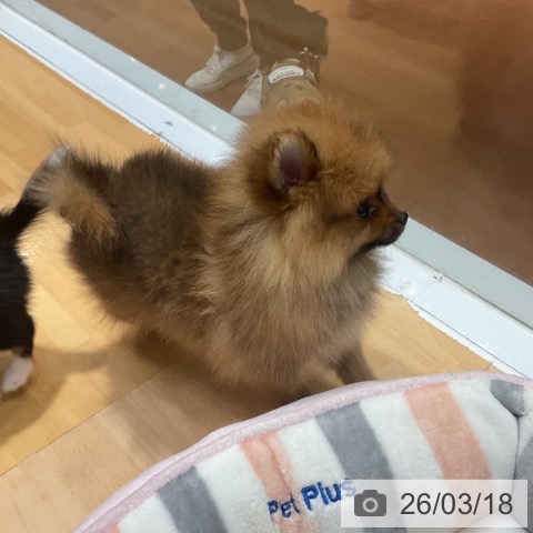 ポメラニアンの写真