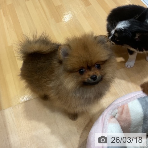 ポメラニアンの写真