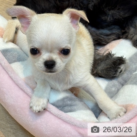 京都府のチワワ(ロング) (ペットプラス イオンモールKYOTO店/2026年1月18日生まれ/男の子/クリーム)の子犬の4枚目の画像