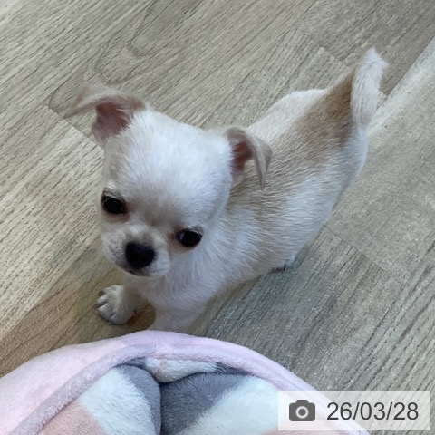 京都府のチワワ(ロング) (ペットプラス イオンモールKYOTO店/2026年1月18日生まれ/男の子/クリーム)の子犬の3枚目の画像