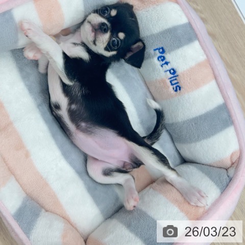 京都府のチワワ(ロング) (ペットプラス 京都桂川店/2026年1月18日生まれ/女の子/ブラックタンホワイト)の子犬の4枚目の画像