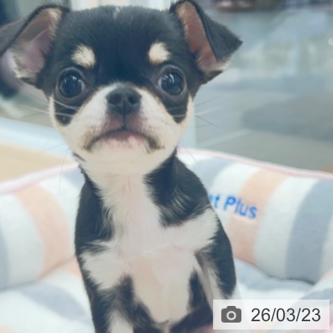 京都府のチワワ(ロング) (ペットプラス 京都桂川店/2026年1月18日生まれ/女の子/ブラックタンホワイト)の子犬の3枚目の画像