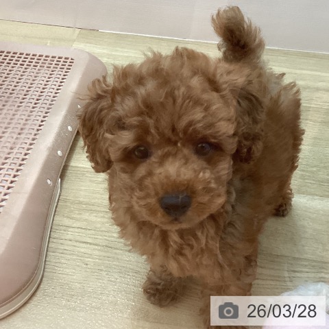 兵庫県のトイプードル(トイ) (ペットプラス 姫路大津店/2026年1月19日生まれ/男の子/レッドフォーン)の子犬の4枚目の画像