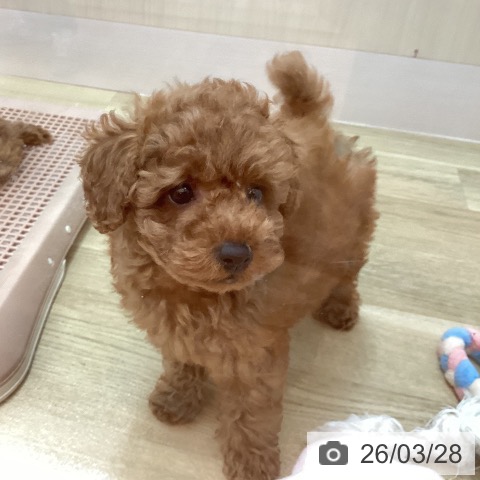 兵庫県のトイプードル(トイ) (ペットプラス 姫路大津店/2026年1月19日生まれ/男の子/レッドフォーン)の子犬の3枚目の画像