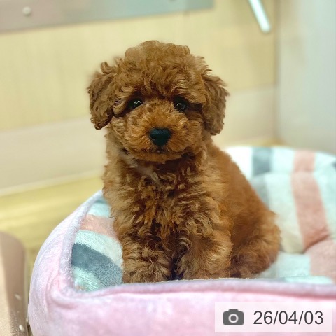 兵庫県のトイプードル(トイ) (ペットプラス 姫路大津店/2026年1月19日生まれ/男の子/レッドフォーン)の子犬の3枚目の画像