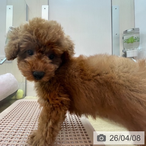 兵庫県のトイプードル(トイ) (ペットプラス 姫路大津店/2026年1月19日生まれ/男の子/レッドフォーン)の子犬の3枚目の画像