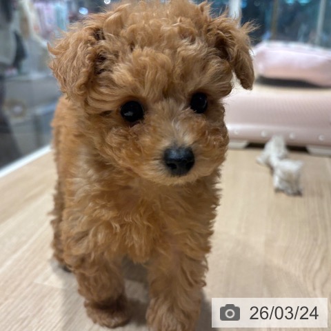 兵庫県のトイプードル(トイ) (ペットプラス 神戸三宮店/2026年1月19日生まれ/男の子/オレンジフォーン)の子犬の4枚目の画像