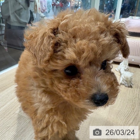 兵庫県のトイプードル(トイ) (ペットプラス 神戸三宮店/2026年1月19日生まれ/男の子/オレンジフォーン)の子犬の3枚目の画像