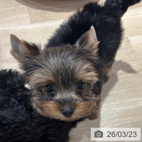 大阪府のヨークシャーテリア (ペットプラス イオン大日店/2026年1月18日生まれ/女の子/スチールブルータン)の子犬の4枚目の画像