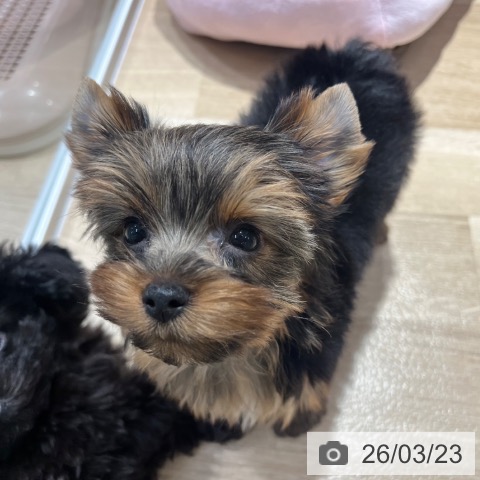 大阪府のヨークシャーテリア (ペットプラス イオン大日店/2026年1月18日生まれ/女の子/スチールブルータン)の子犬の3枚目の画像