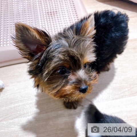 大阪府のヨークシャーテリア (ペットプラス イオン大日店/2026年1月18日生まれ/女の子/スチールブルータン)の子犬の4枚目の画像