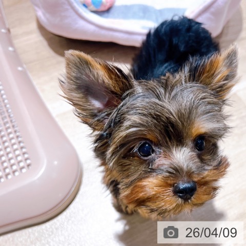 大阪府のヨークシャーテリア (ペットプラス イオン大日店/2026年1月18日生まれ/女の子/スチールブルータン)の子犬の3枚目の画像