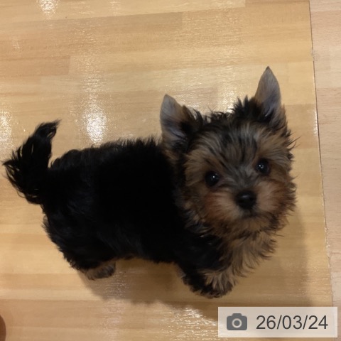 ヨークシャー・テリアの写真