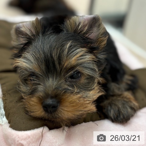 ヨークシャー・テリアの写真