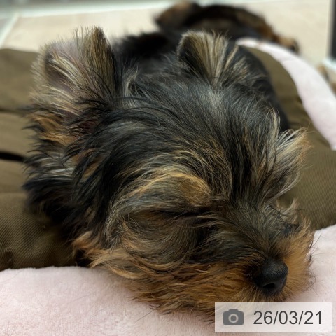 ヨークシャー・テリアの写真