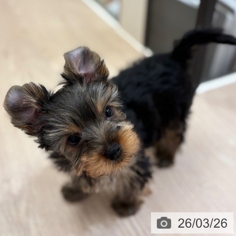 大阪府のヨークシャーテリア (ペットプラス 大阪ドームシティ店/2026年1月18日生まれ/女の子/スチールブルータン)の子犬の4枚目の画像