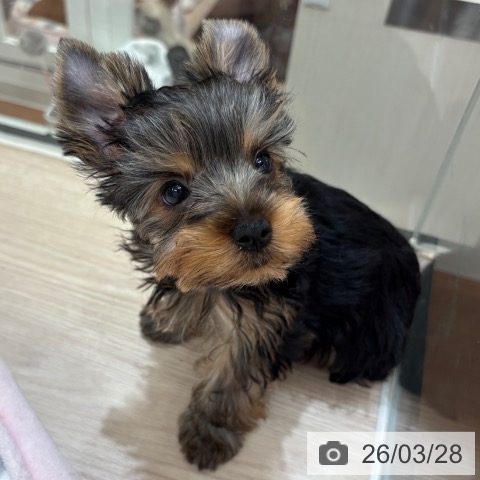 大阪府のヨークシャーテリア (ペットプラス 大阪ドームシティ店/2026年1月18日生まれ/女の子/スチールブルータン)の子犬の4枚目の画像