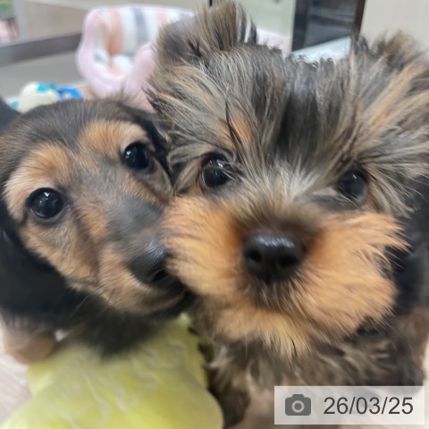 大阪府のヨークシャーテリア (ペットプラス 大阪ドームシティ店/2026年1月18日生まれ/女の子/スチールブルータン)の子犬の4枚目の画像