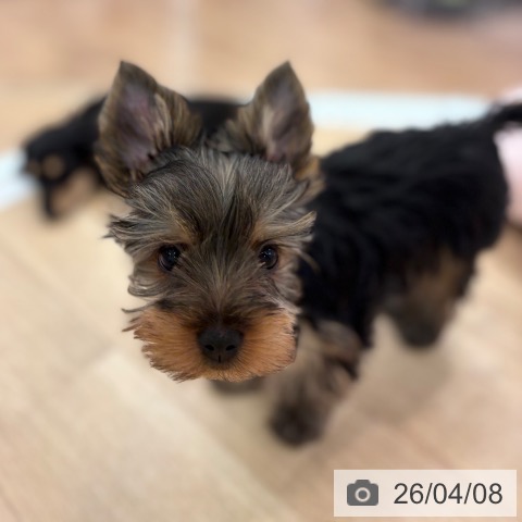 大阪府のヨークシャーテリア (ペットプラス 大阪ドームシティ店/2026年1月18日生まれ/女の子/スチールブルータン)の子犬の3枚目の画像