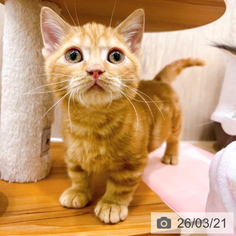 マンチカンの写真