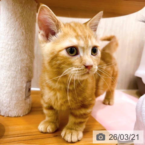 マンチカンの写真