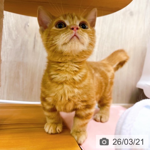 マンチカンの写真