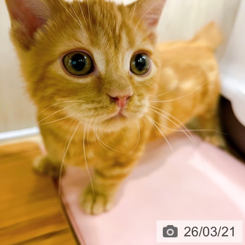 マンチカンの写真