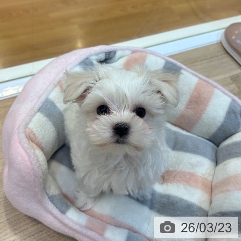 京都府のマルチーズ (ペットプラス イオンモールKYOTO店/2026年1月19日生まれ/男の子/ホワイト)の子犬の4枚目の画像