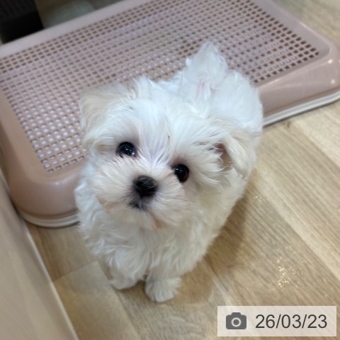 京都府のマルチーズ (ペットプラス イオンモールKYOTO店/2026年1月19日生まれ/男の子/ホワイト)の子犬の3枚目の画像