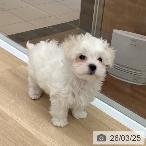 大阪府のマルチーズ (ペットプラス りんくう泉南店/2026年1月19日生まれ/男の子/ホワイト)の子犬の3枚目の画像