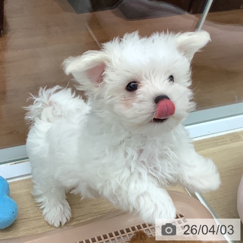 大阪府のマルチーズ (ペットプラス りんくう泉南店/2026年1月19日生まれ/男の子/ホワイト)の子犬の3枚目の画像