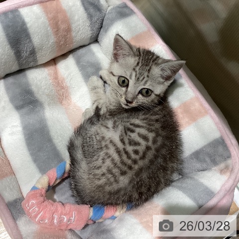 京都府のマンチカン (ペットプラス イオンモールKYOTO店/2026年1月19日生まれ/女の子/シルバータビー)の子猫の4枚目の画像